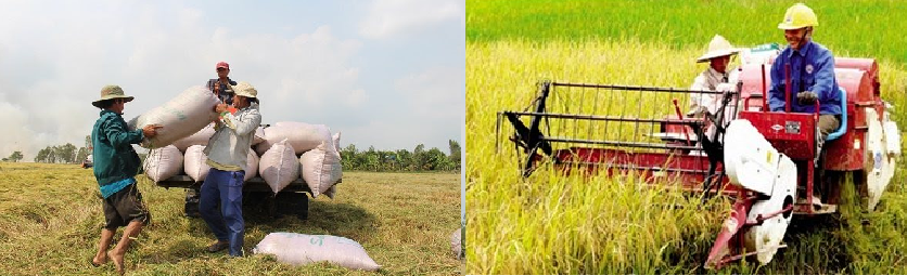 vietnam wins the deal of 60000 ton rice supply to philippines